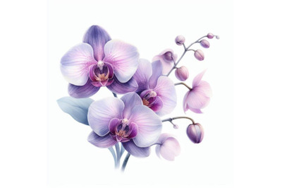 bundle of Purple orchid isolated on white background