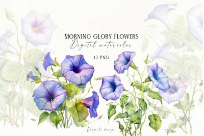 Morning Glory Flowers