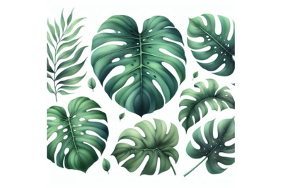 bundle of Set of big tropical green leaf of Monstera plant