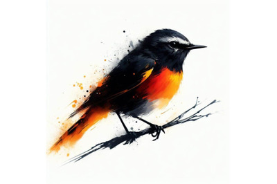 A bundle of American Redstart bird  painting white background