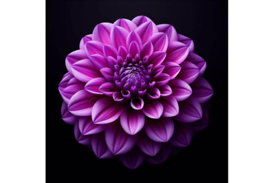 Bundle of Purple dahlia flower isolated