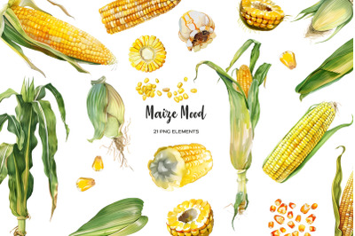 Watercolor maize clipart. Fresh corn clip art. Maize parts, slices