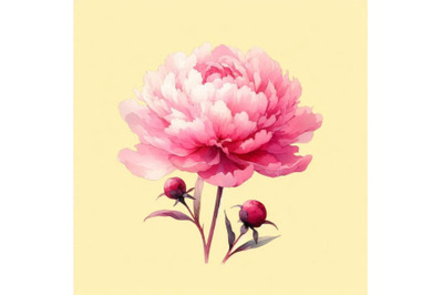 Delicate watercolor pink peony