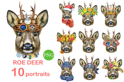 Roe deer portraits