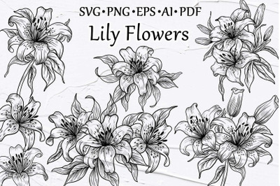 Lily Flowers Line Art Collection