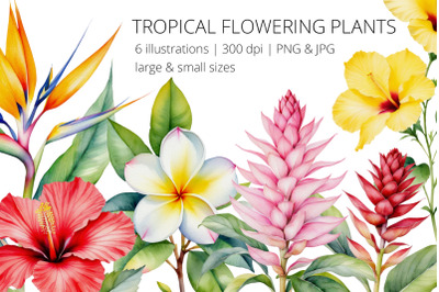 Tropical Flowering Plants