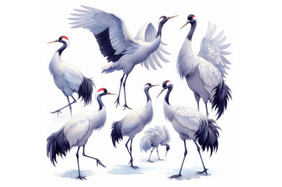 Watercolor asian crane bird set