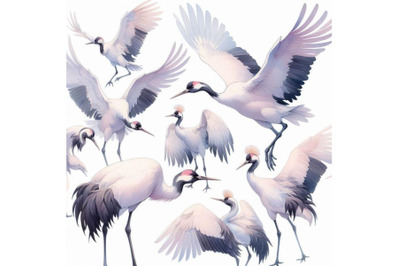 Watercolor asian crane bird set