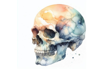 Watercolor human skull