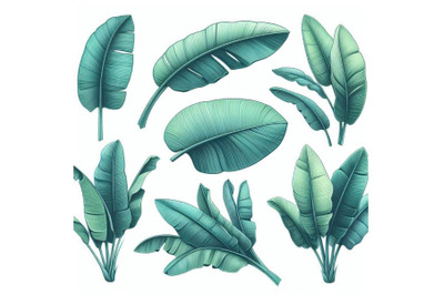 Fresh turquoise green banana leaves