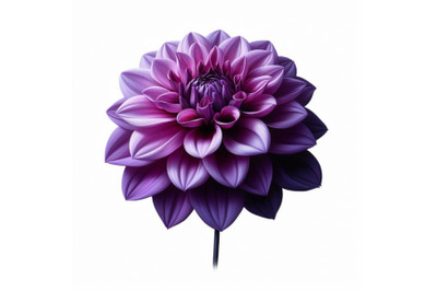 06 Purple dahlia flower isolated