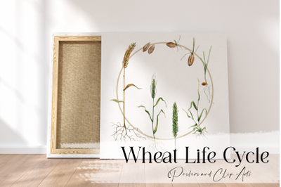 Wheat Life Cyclle Clip Arts and Poster