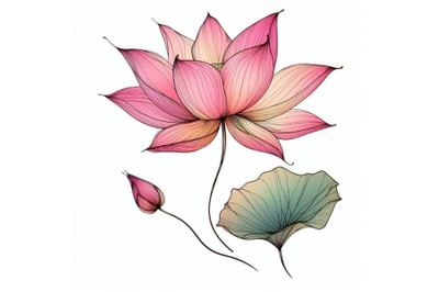 Pink lotus. watercolor botanical illustration