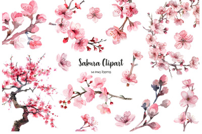 Watercolor sakura clipart. Japanese cherry clip art. Japanese cherry