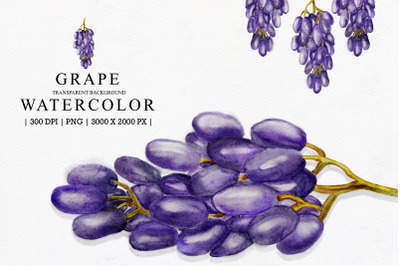 Grape Watercolor Illustration Clipart