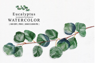 Eucalyptus Watercolor Illustration Clipart