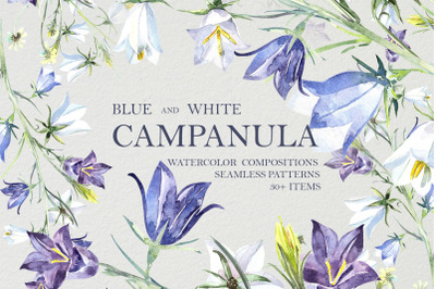 Campanula