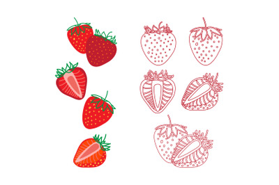 Strawberry drawing, hand drawn botanical illustration set. Collection