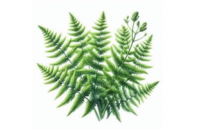 Asparagus Fern (Asparagus Setaceus)