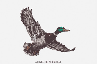 Mallard Duck PNG, Wild Duck Clipart, Flying Ducks, Duck Hunting PNG, W
