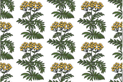 Botanical plant seamless pattern with yellow flowers vector illustrati