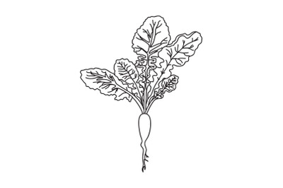Line art botanical Radish isolated on white background. Hand drawn