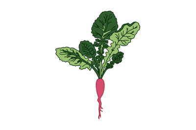 Hand drawn botanical juicy Radish isolated on white background Cartoon