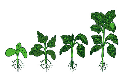Hand drawn botanical tomato seedlings with roots and leaves isolated