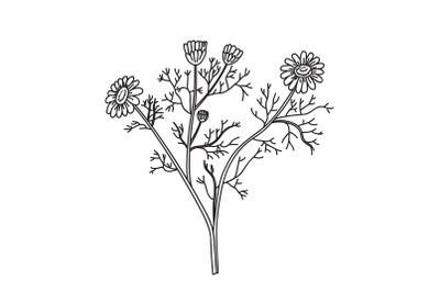 Line art botanical bouquet chamomile isolated on white background