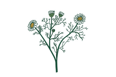 Botanical bouquet chamomile isolated on white background. Hand drawn