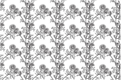 Line art botanical seamless floral pattern with flowers chamomile vect