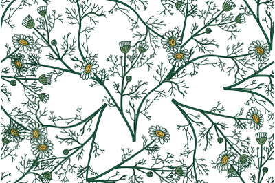 Botanical floral seamless pattern with chamomile flowers vector illust