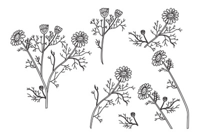 Line art botanical set plants daisy isolated on white background. Hand