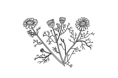 Line art botanical bouquet daisy isolated on white background vector