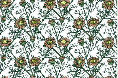 Botanical floral seamless pattern with daisy flowers vector illustrati