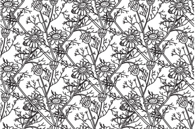 Line art botanical seamless floral pattern with daisy flowers vector