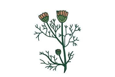 Botanical branch daisy isolated on white background. Hand drawn doodle