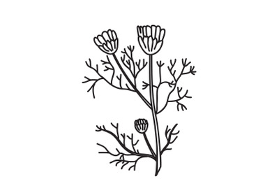 Line art botanical branch daisy isolated on white background vector