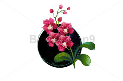 Pink orchid in circle