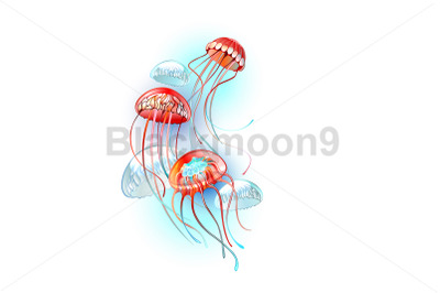 Red jellyfish