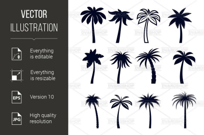 Tropical Palm Trees