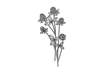 Line art botanical floral bouquet isolated on white background. Hand d