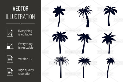 Tropical Palm Trees
