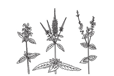 Line art wildflowers set isolated on white background. Hand drawn bota