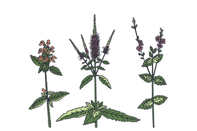 Botanical wildflowers set isolated on white background. Hand drawn med