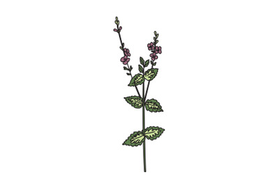 Botanical wildflower isolated on white background. Hand drawn veronica