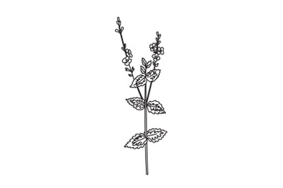 Line art botanical wildflower isolated on white background. Hand drawn
