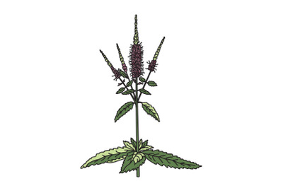 Botanical wildflower isolated on white background. Hand drawn veronica