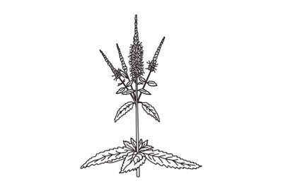 Line art botanical wildflower isolated on white background. Hand drawn