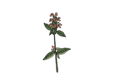 Botanical wildflower isolated on white background Hand drawn galeopsis
